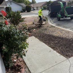 Removing stump. Removing stump.