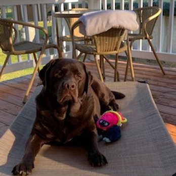 Ark Angels Labradors - Buck on his outside couch! He is 5 years old Lab from Ark Angels and is an amazing dog! So lucky to have him! - Pet Adoption Near Me - Jackson Township, New Jersey Ark Angels Labradors - Buck on his outside couch! He is 5 years old Lab from Ark Angels and is an amazing dog! So lucky to have him! - Pet Adoption Near Me - Jackson Township, New Jersey