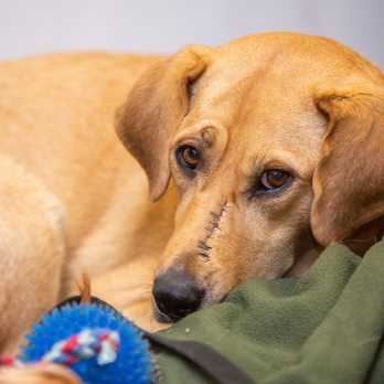 Route 83 Auto Center - Meet our shop dog, Mya! She's a rescue. She's a little shy, but we'd love if you stopped by to say hi! - Auto Repair Near Me - Ellington, Connecticut