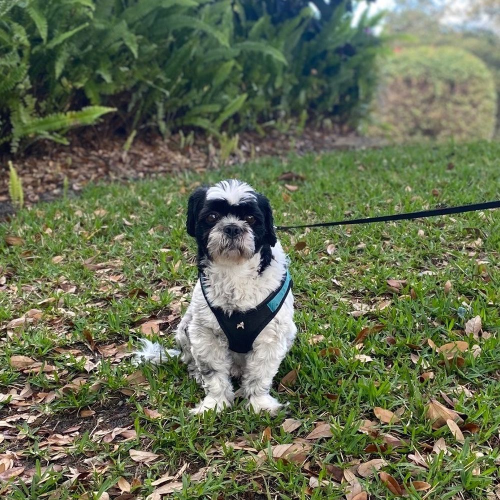 Oscar's Pet Sitting - I even got glamour shots our our handsome guy! - Dog Walkers Near Me Oscar's Pet Sitting - I even got glamour shots our our handsome guy! - Dog Walkers Near Me