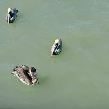 Black Dragon Cruises - Pelicans - Boat Charters Near Me - Port Isabel, Texas Black Dragon Cruises - Pelicans - Boat Charters Near Me - Port Isabel, Texas