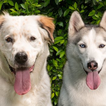 kings mobile pet spa