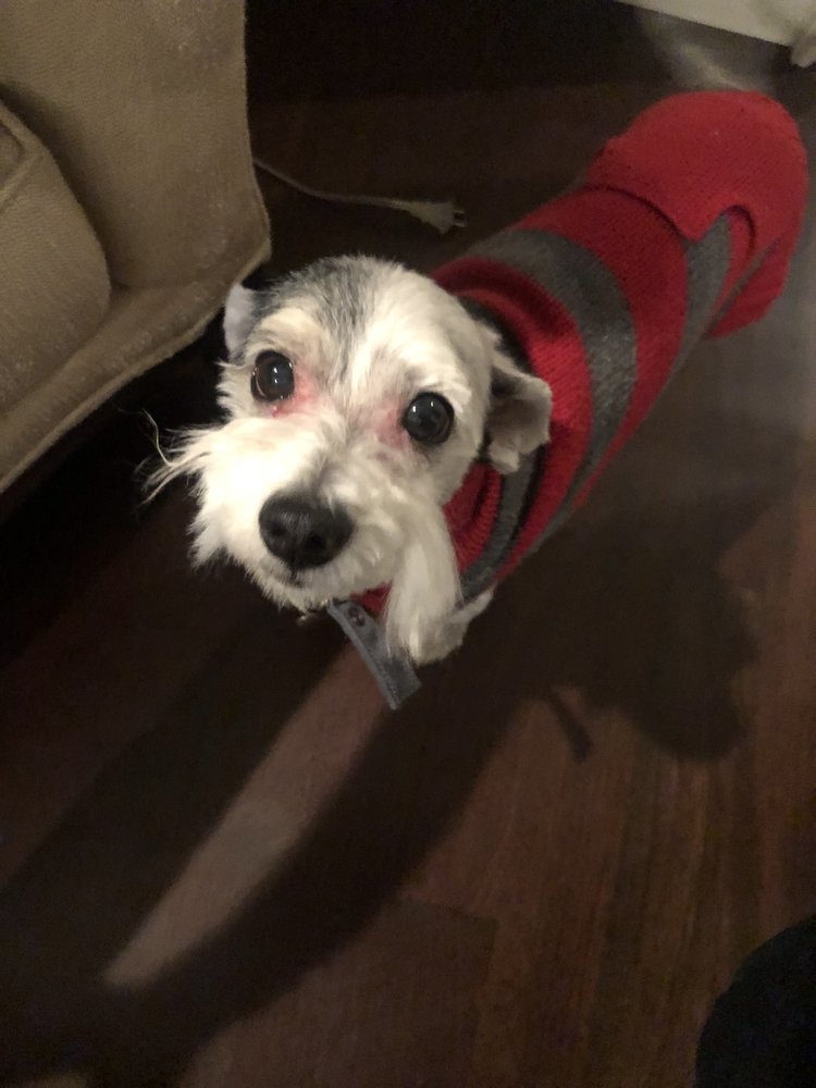 PLUSH PUPPY GROOMING 59 Photos & 13 Reviews 2423 Parkview Ave