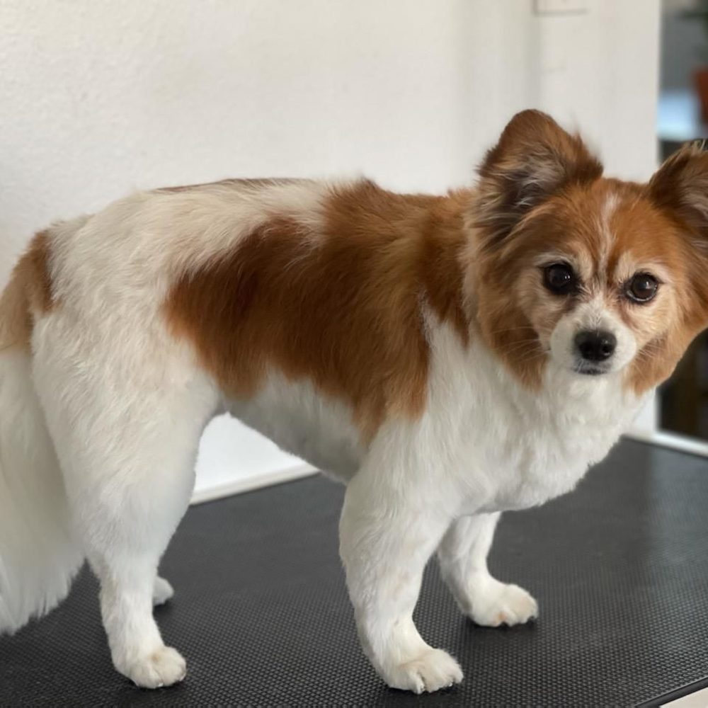 AAA Mobile Grooming - Pet Groomers Near Me - Mesa, Arizona