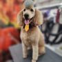 Photo of Pawzazz Mobile Grooming