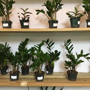 For Garden's Sake - Houseplants - Nurseries & Gardening Near Me - Durham, North Carolina For Garden's Sake - Houseplants - Nurseries & Gardening Near Me - Durham, North Carolina