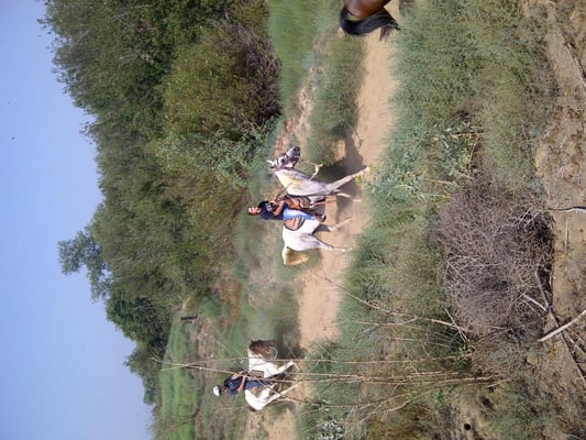 S&D Horseback Riding by null