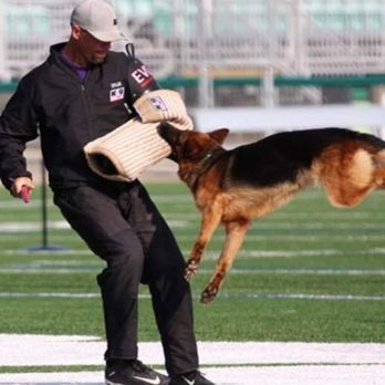 Bullinger Shepherds - Shomi! - Pet Breeders Near Me - Aldergrove, British Columbia Bullinger Shepherds - Shomi! - Pet Breeders Near Me - Aldergrove, British Columbia