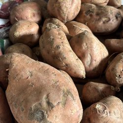 99 cent Farmers Market - Huge sweet potatoes!
