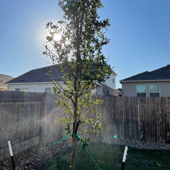 Moon Valley Nurseries - Live oak tree, after planting by Moon Valley - Nurseries & Gardening Near Me - Austin, Texas