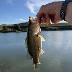 The Livewell Bait & Tackle - Bass from merciers orchard