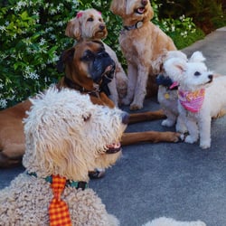 Pooch Professionals