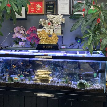 Pho Garden - Pho Garden.  Relaxing giant fish tank.  Don't tap on the glass! - Vietnamese Near Me - Rio Rancho, New Mexico