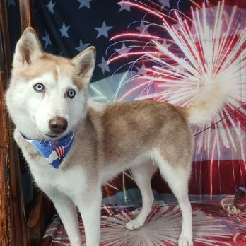 Live Love Pet - Siberian Husky - Pet Groomers Near Me - Honolulu, Hawaii Live Love Pet - Siberian Husky - Pet Groomers Near Me - Honolulu, Hawaii