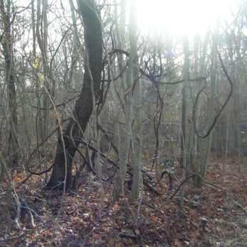 Daniel P Wren Park - Cool vines - Parks Near Me - Westbrook, Connecticut
