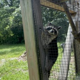 Raccoon Raccoon