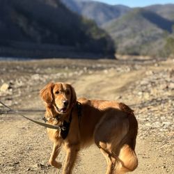 Blue Sky Puppies - Orlando - Hiking