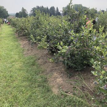 Wilmot Orchards - Blueberry aisle - Farms Near Me - Newcastle, Ontario