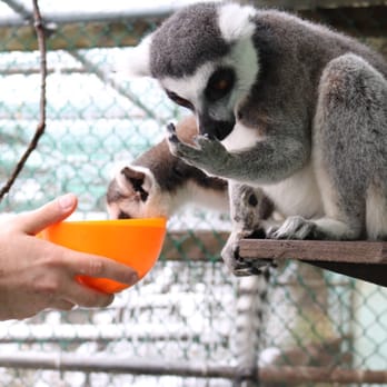 Jungle Cat World Wildlife Park - Feeding the lemurs - Zoos Near Me - Orono, Ontario Jungle Cat World Wildlife Park - Feeding the lemurs - Zoos Near Me - Orono, Ontario