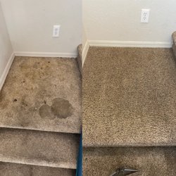 Best Clean Carpet, Tile, and Upholstery - Urine Treatment