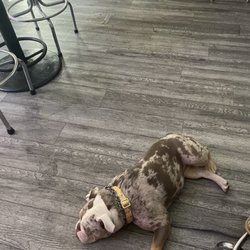 Gem City Grill - They are dog friendly!
