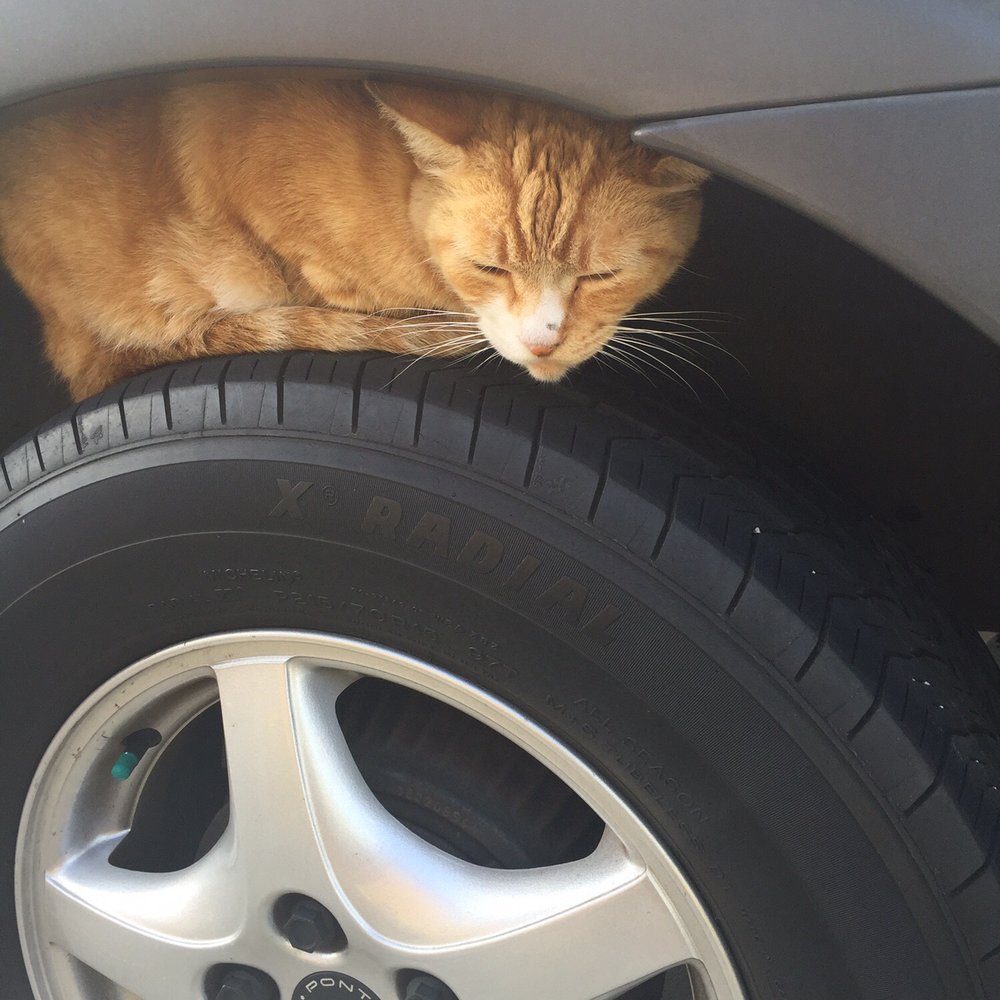 Sammy the cat