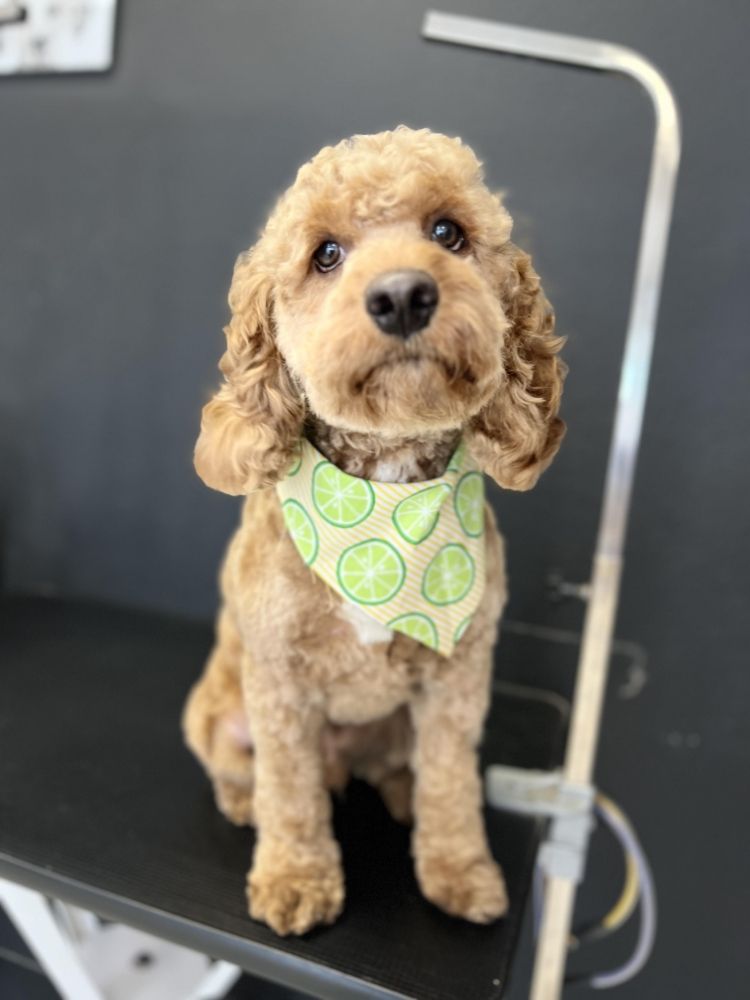 HAPPY PAWZ PET GROOMING 287 Photos & 99 Reviews 3422 W Hammer Ln, Stockton, California Pet