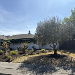 Olive Tree Farm - Tree planted in its new home!
