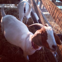 Baaa!