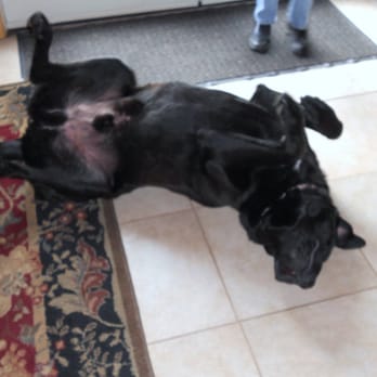Becker - Mueller, one of the two winery dogs, relaxing in the tasting room! - Wineries Near Me - Roseburg, Oregon