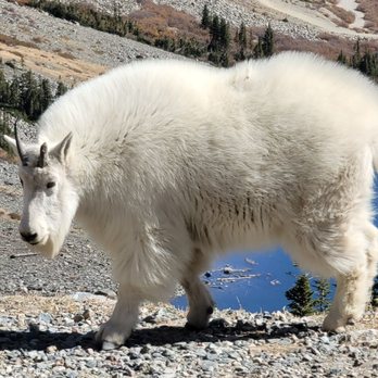 Blue Lakes Trail Breckenridge - Look at my shiny new winter coat! All ready for the snow. - Hiking Near Me - Colorado, Colorado Blue Lakes Trail Breckenridge - Look at my shiny new winter coat! All ready for the snow. - Hiking Near Me - Colorado, Colorado