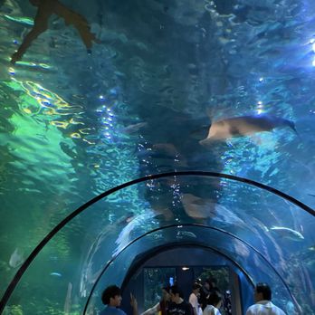 Aquarium Pyramid - Aquariums Near Me - Galveston, Texas Aquarium Pyramid - Aquariums Near Me - Galveston, Texas