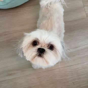 Furever Grooming - Grooming. - Pet Groomers Near Me - Milpitas, California