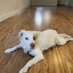Hardwood flooring and tall flat baseboards Hardwood flooring and tall flat baseboards