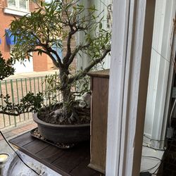 Soil and Soul Nursery Exotic Plant Shop - Bonsai!