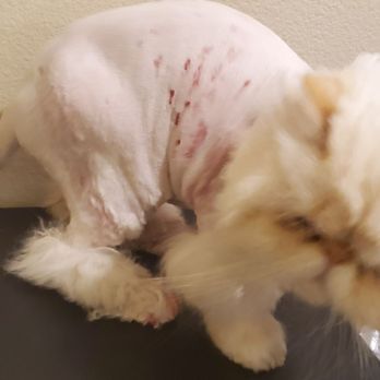 Paws At Main - My cat is so depressed and in agony after this shoddy grooming - Pet Groomers Near Me - Corona, California Paws At Main - My cat is so depressed and in agony after this shoddy grooming - Pet Groomers Near Me - Corona, California