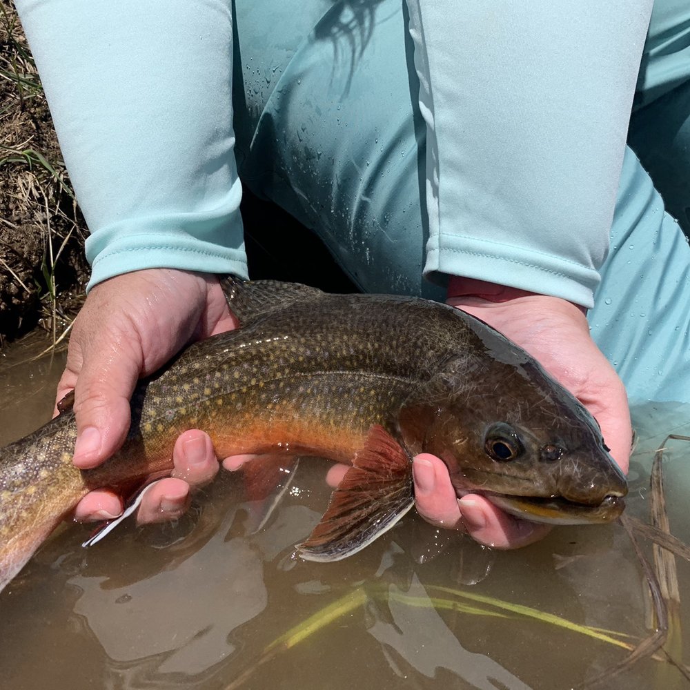 Colorado Trout Hunters - Brookie - Fishing Near Me - Denver, Colorado Colorado Trout Hunters - Brookie - Fishing Near Me - Denver, Colorado