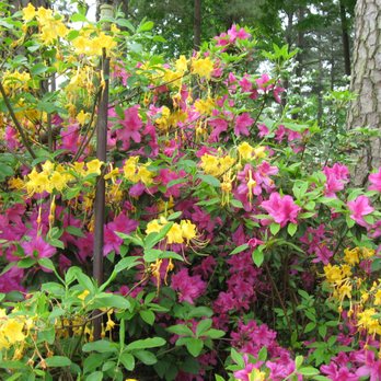 WRAL Azalea Gardens - Botanical Gardens Near Me - Raleigh, North Carolina