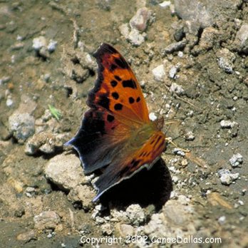 Trinity River Expeditions - Tours Near Me - Dallas, Texas Trinity River Expeditions - Tours Near Me - Dallas, Texas