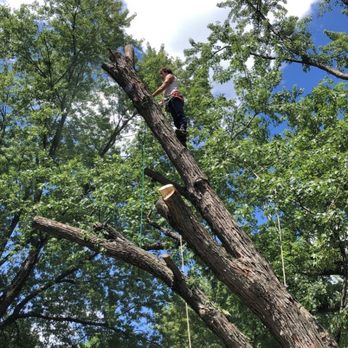 Treeaholics - Climber in the tree using robes to ensure the tree falls in the proper area. - Tree Services Near Me Treeaholics - Climber in the tree using robes to ensure the tree falls in the proper area. - Tree Services Near Me