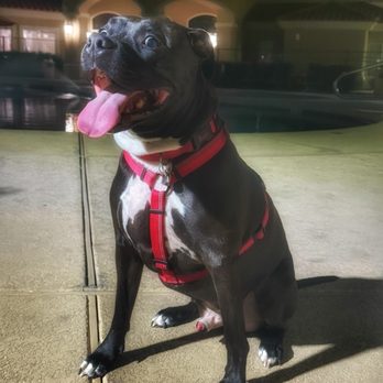 Dumb Friends League - Enjoying all the best life! - Animal Shelters Near Me - Denver, Colorado Dumb Friends League - Enjoying all the best life! - Animal Shelters Near Me - Denver, Colorado
