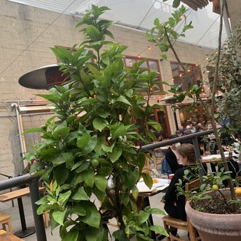Foreign Cinema - Outside seating by the lemon tree - Breakfast & Brunch Near Me - San Francisco, California Foreign Cinema - Outside seating by the lemon tree - Breakfast & Brunch Near Me - San Francisco, California