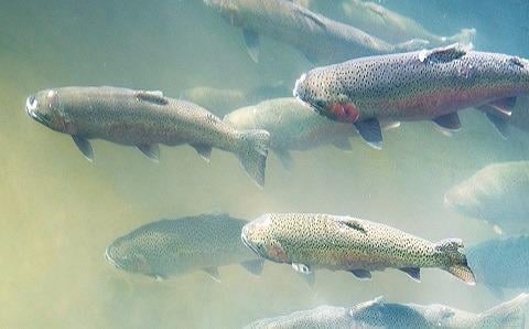 Fox Hollow Lodge by null