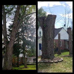 Cutting Edge Tree Service - Before  and after
