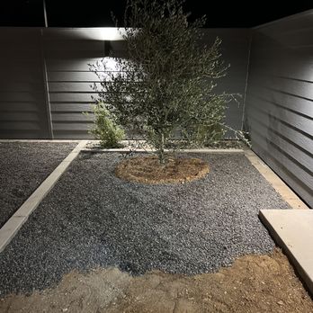Moon Valley Nurseries - Olive tree - Tree Services Near Me - Irvine, California Moon Valley Nurseries - Olive tree - Tree Services Near Me - Irvine, California