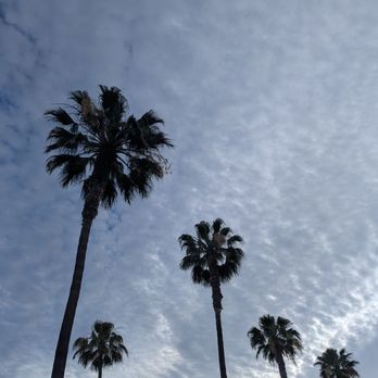 Wyndham Anaheim Hotel - Palm trees for days - Hotels Near Me - Anaheim, California Wyndham Anaheim Hotel - Palm trees for days - Hotels Near Me - Anaheim, California