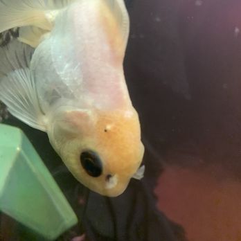 Coast Gem USA - Pimple like dot on 2nd fish. Same issue as 1st fish - Aquarium Services Near Me - National City, California