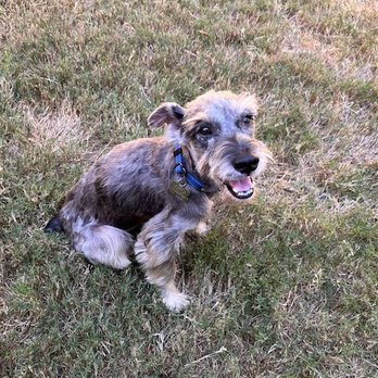 Ooh La La Pet Spa - Pet Groomers Near Me - McKinney, Texas