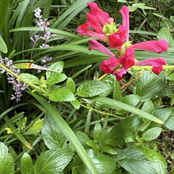 Bellflower Garden Center - Nurseries & Gardening Near Me - Bellville, Texas