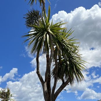 Wellington Botanical Gardens - Interesting trees - Botanical Gardens Near Me - Wellington, WGN